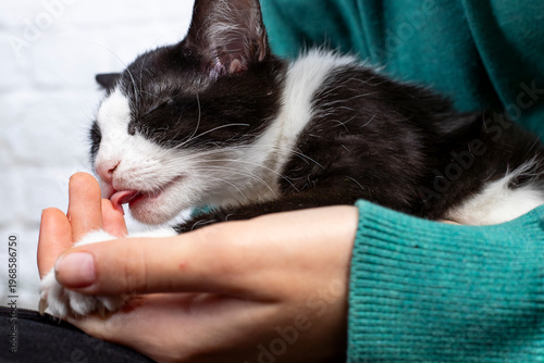 mały kotek czarno-biały na rękach