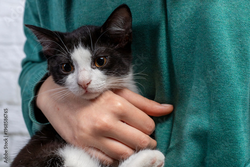 Mały kotek na rękach 