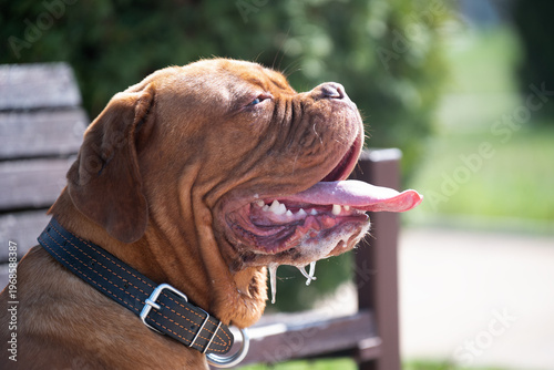 Foto Close-up profile portrait of a powerful reddish-brown French Mastiff with a wri