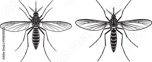 Two detailed black silhouette illustrations of mosquitoes with disease vector with blood sucking with black and white with creepy crawly