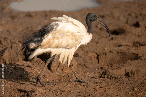 African Sacred Ibis (Threskiornis aethiopicus) Pilanesberg Nature Reserve,