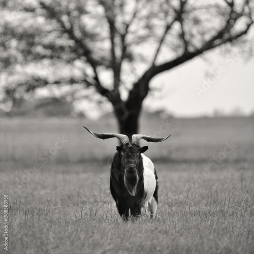 Imposing billy goat showing strength and power