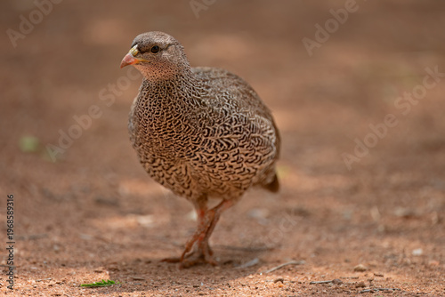 Natal Spurfowl (Pternistis natalensis) Pilanesberg Nature Reserve, South Africa