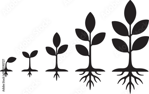 Plant Growth Stages,Seed to Tree Evolution Silhouette Vector Set