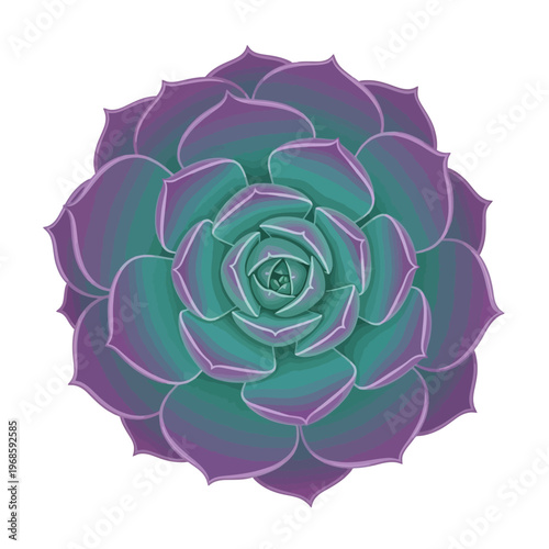 Vibrant purple and green succulent plant blooms in garden