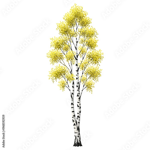 Yellow Birch Tree with White Bark and Autumn Foliage Illustration
