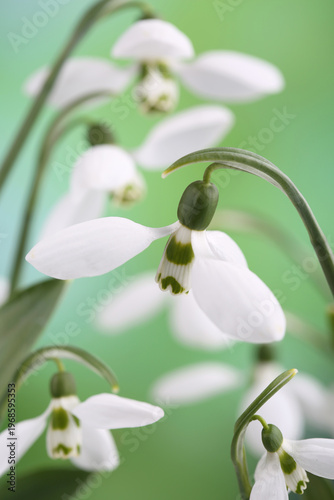 Flowers of snowdrops (Galanthus nivalis) in spring forest