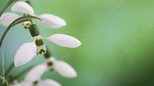 Flowers of snowdrops (Galanthus nivalis) in spring forest