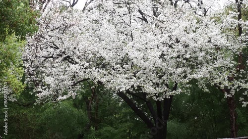 春の公園の満開の桜の風景