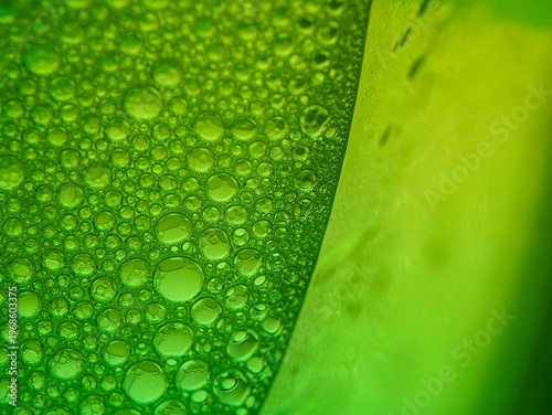 Wallpaper Mural Close-up of condensation droplets on a green surface with a blurred background and a shallow depth of field. Torontodigital.ca