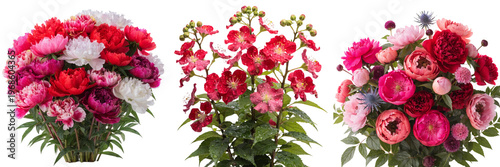  Set of a bouquet of flowers isolated on a transparent background