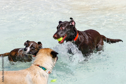 Photography Chocolate Labrador Retriever playing with two dogs in the pool
