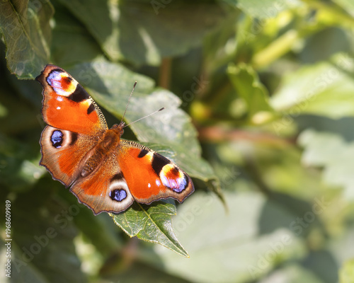 European Peacock Butterfly sitting on a leaf with open wings
