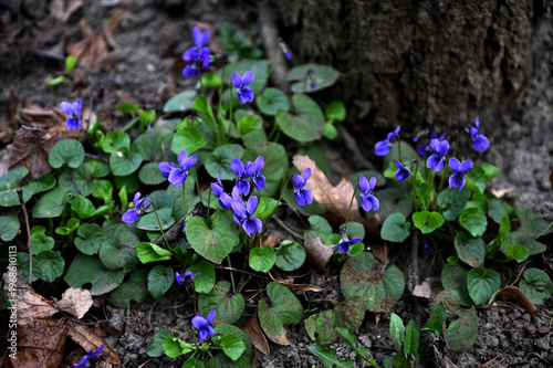 Wild violets bloom in a spring forest meadow.