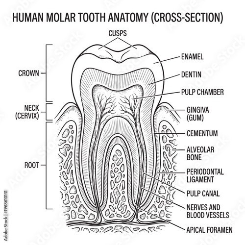 Detailed Cross-Section Diagram of Human Molar Tooth Anatomy ink engraving line black png