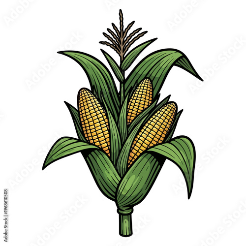 Healthy corn cobs with green leaves, illustration of fresh corn on the cob