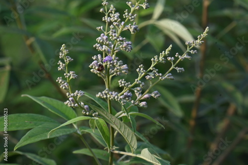 Vitex negundo plant flower. Its other name Chinese chaste tree, five-leaved chaste tree, horseshoe vitex, nisinda and Nirgundi. It is a large aromatic shrub. It is an Ayurvedic medicine.