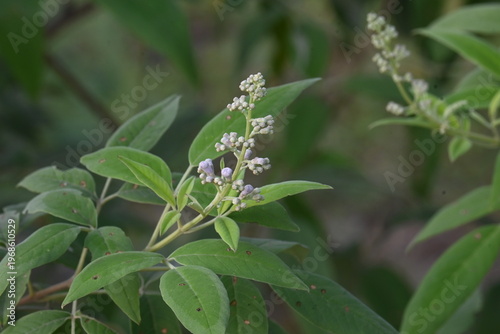 Vitex negundo plant flower. Its other name Chinese chaste tree, five-leaved chaste tree, horseshoe vitex, nisinda and Nirgundi. It is a large aromatic shrub. It is an Ayurvedic medicine.