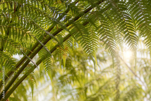 Leaves of tree ferns in backlight