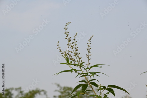 Vitex negundo plant flower. Its other name Chinese chaste tree, five-leaved chaste tree, horseshoe vitex, nisinda and Nirgundi. It is a large aromatic shrub. It is an Ayurvedic medicine.