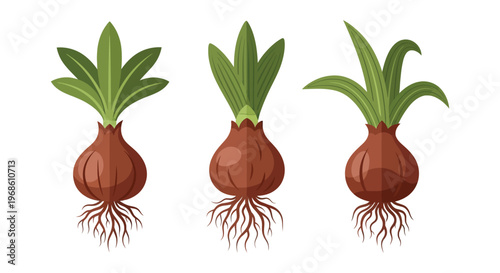 Three vibrant green plants with reddish brown bulbs and roots are illustrated in a flat graphic style silhouette high quality professional detailed