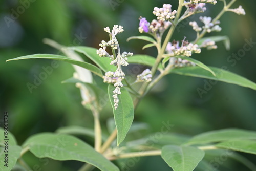 Vitex negundo plant flower. Its other name Chinese chaste tree, five-leaved chaste tree, horseshoe vitex, nisinda and Nirgundi. It is a large aromatic shrub. It is an Ayurvedic medicine.