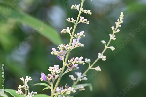 Vitex negundo plant flower. Its other name Chinese chaste tree, five-leaved chaste tree, horseshoe vitex, nisinda and Nirgundi. It is a large aromatic shrub. It is an Ayurvedic medicine.