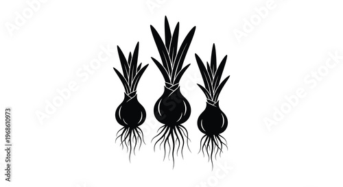 A striking black silhouette depicts three onion plants with detailed roots and bulbous shapes showcasing botanical artistry silhouette high quality professional