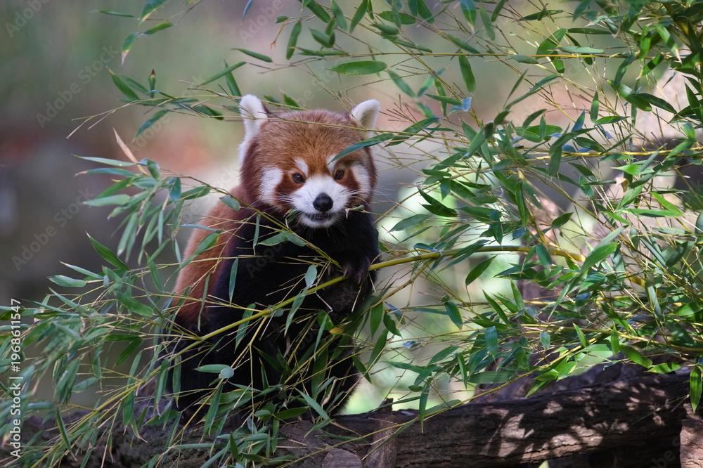 Obraz premium Red Panda Hiding in Bamboo Forest