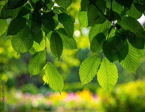 Close Up of Green Leaves on Tree Branch in Nature.