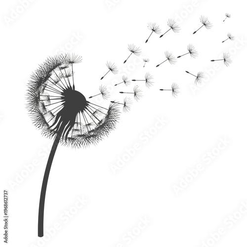 Black and white illustration of a dandelion with seeds blowing in the wind