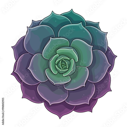 Vibrant Vector Illustration of a Green and Purple Gradient Succulent Plant. This Stylized Echeveria Rosette is Perfect for Botanical Art and Nature-Inspired Designs