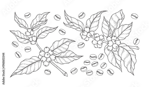 Hand drawn coffee branches with leaves and scattered coffee beans plant