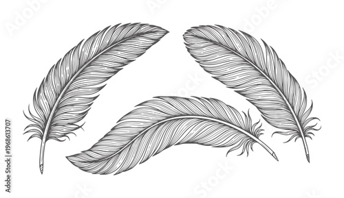 Three grey bird feathers arranged a white quill plume