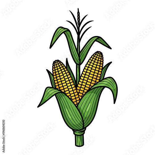 Vibrant illustration of two golden corn cobs on green stalks with fresh leaves, symbolizing agricultural bounty and healthy harvest