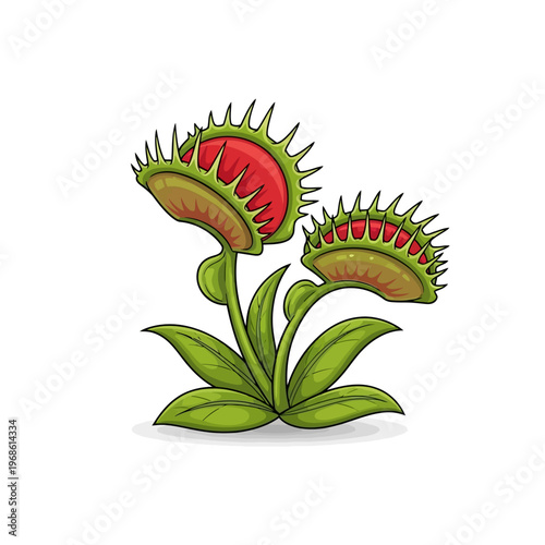 Illustration of two carnivorous Venus flytrap plants with open jaws showcasing their red interiors and serrated edges, set against a white background
