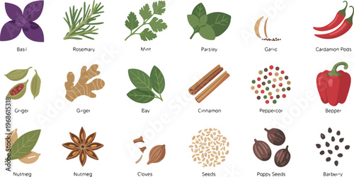 Herbs and spices collection with basil, garlic, chili, cinnamon, fresh leaves and dried seeds cooking ingredients vector illustration