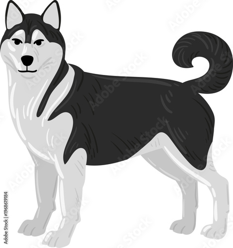 Siberian husky dog standing looking forward illustration