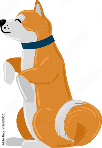 Playful shiba inu dog standing on hind legs