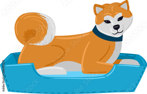 Playful Akita Inu dog resting in blue bed