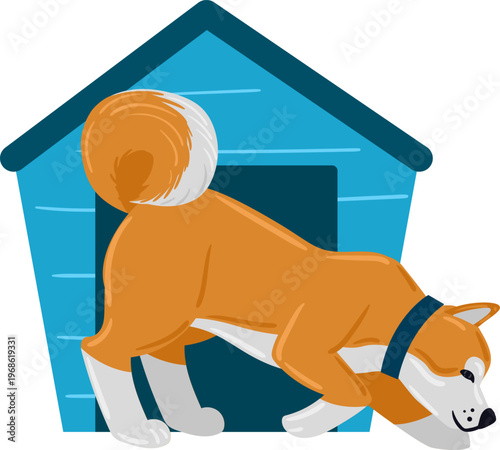 Akita dog sniffing ground in front of dog house