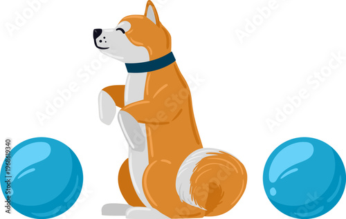 Dog standing on hind legs playing with balls