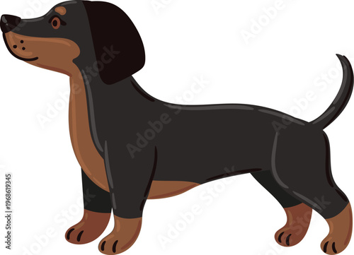 Dachshund dog standing smiling looking up