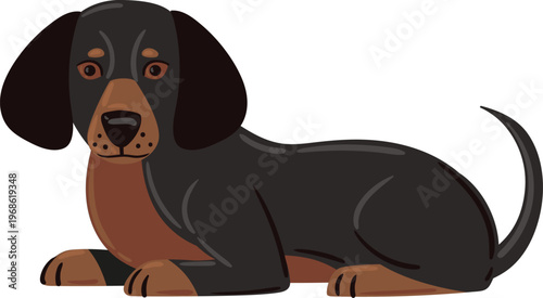 Black and tan dachshund dog lying comfortably, watching