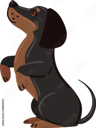 Dachshund dog standing on hind legs begging food