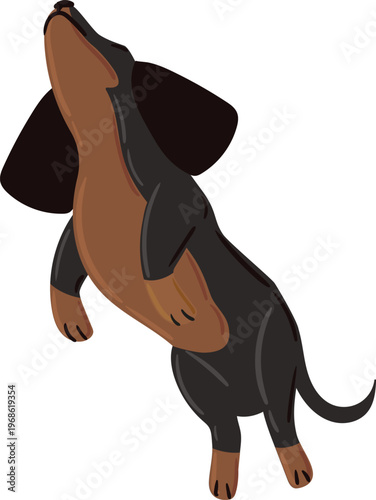 Dachshund dog jumping up looking with attention