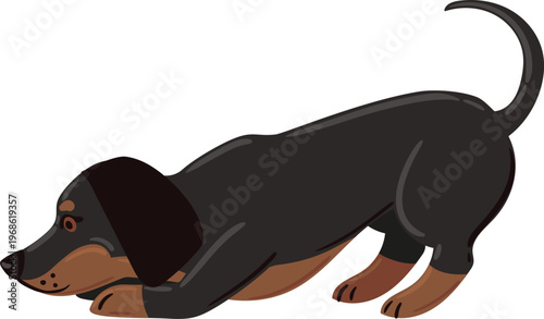 Dachshund dog greeting with a playful bow stance