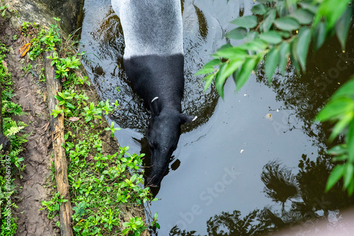 Tapir dips head into murky water, surrounded by lush greenery. Animal forages peacefully near forest edge. Ideal for wildlife, conservation, or nature-themed projects