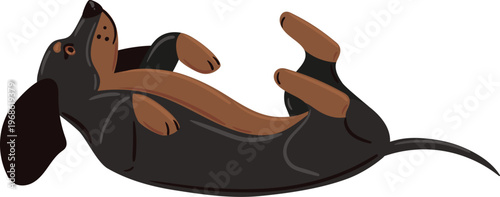 Dachshund dog lying on back playing playfully
