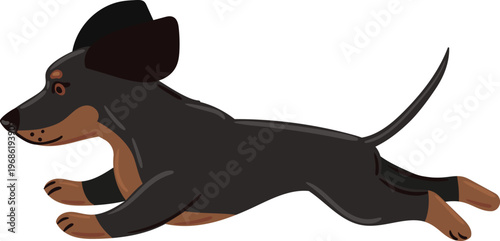 Dachshund dog running with energy and playfulness